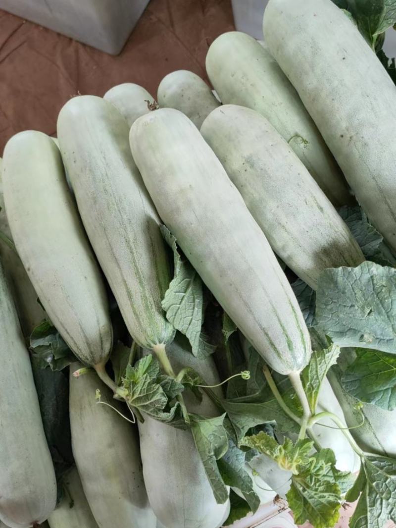 【荐】精品甜瓜，羊角蜜甜瓜，产地直发，货源充足，品质保证