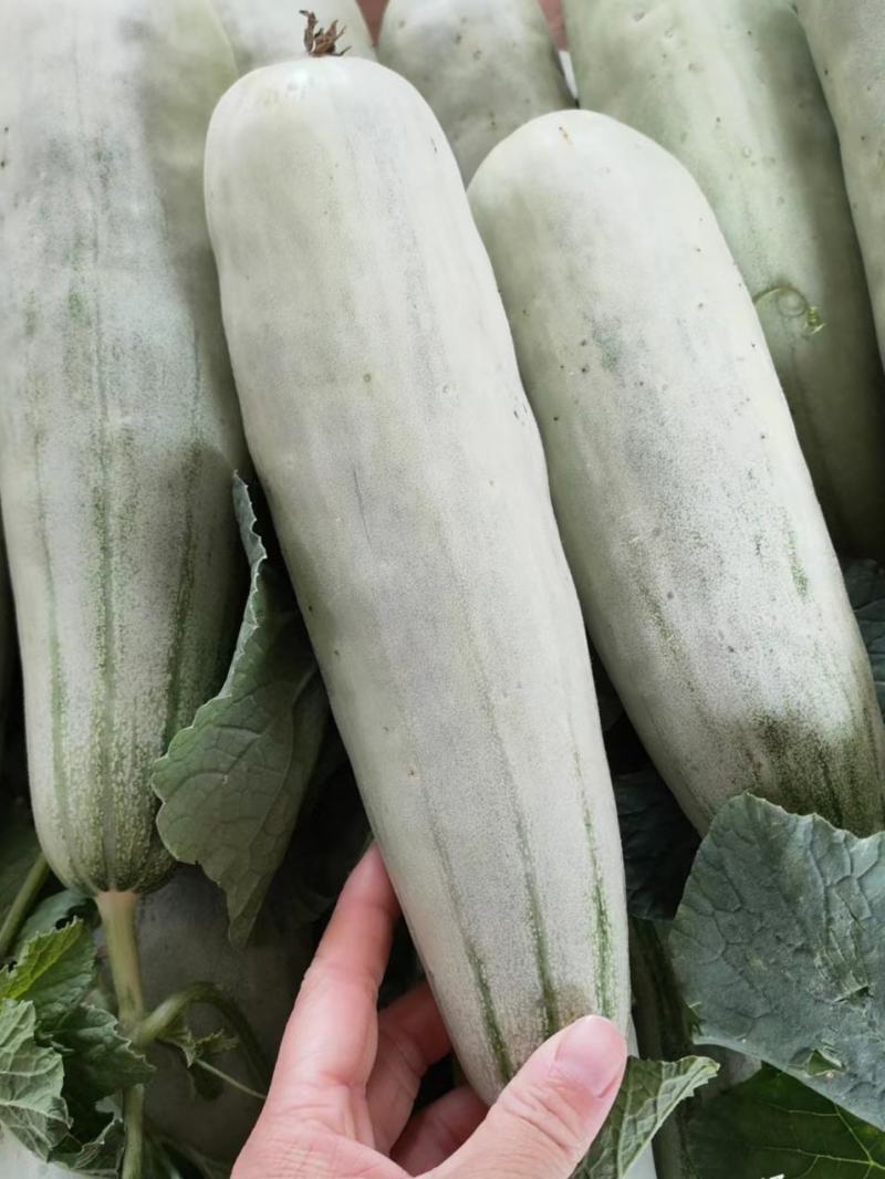 【荐】精品甜瓜，羊角蜜甜瓜，产地直发，货源充足，品质保证