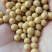 芽豆黄豆中粒黄豆芽菜豆生豆芽专用豆子水培芽苗豆