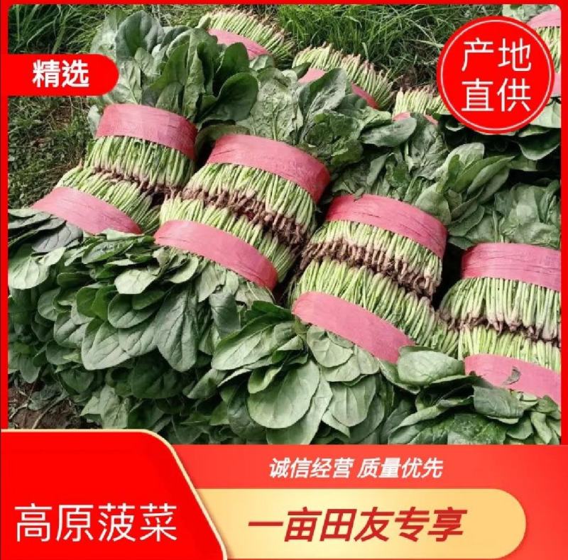 菠菜青海大棚大叶菠菜，一手货源，可视频看货，基地考察