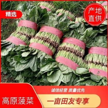 菠菜青海大棚大叶菠菜，一手货源，可视频看货，基地考察