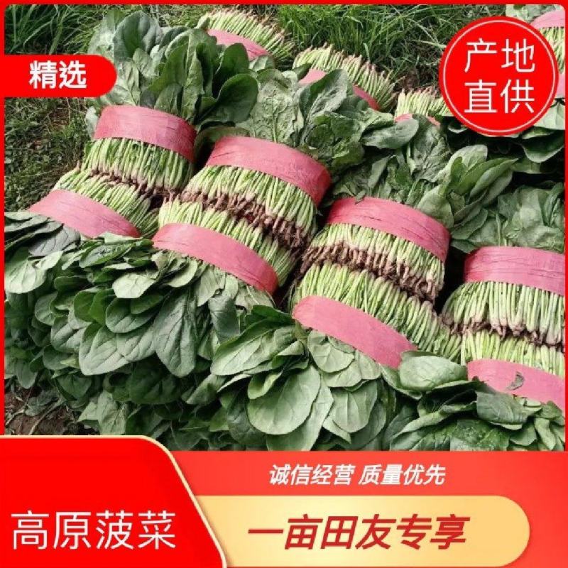 菠菜青海大棚大叶菠菜，一手货源，可视频看货，基地考察