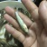 叉尾鮰鱼苗批发斑点叉尾鮰鱼苗鮰鱼苗叉尾鱼苗产地直销