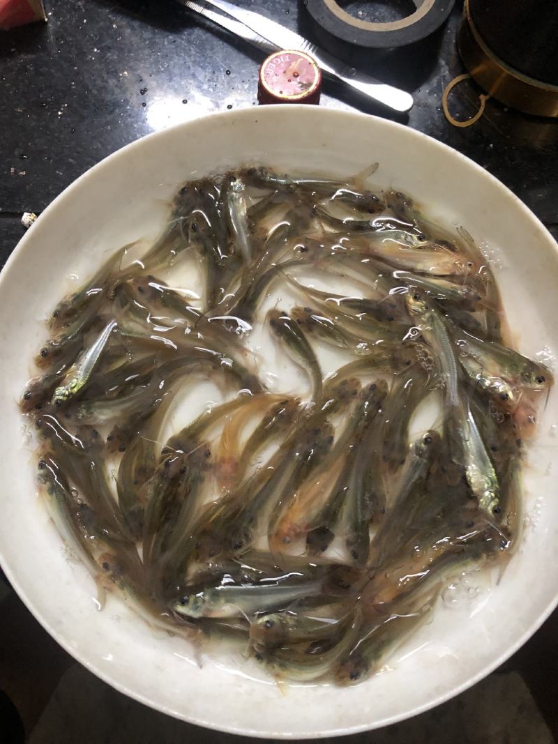 叉尾鮰鱼苗批发斑点叉尾鮰鱼苗鮰鱼苗叉尾鱼苗产地直销