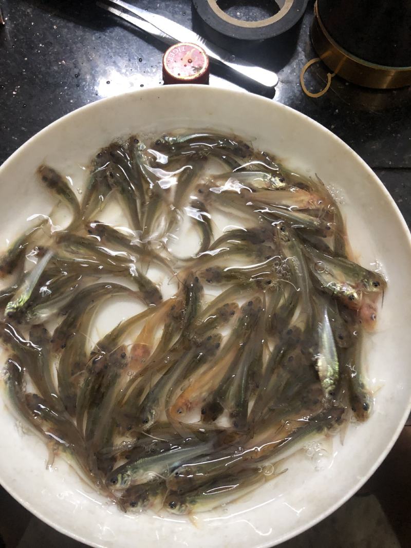 叉尾鮰鱼苗批发斑点叉尾鮰鱼苗鮰鱼苗叉尾鱼苗产地直销