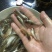 叉尾鮰鱼苗批发斑点叉尾鮰鱼苗鮰鱼苗叉尾鱼苗产地直销