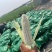 【实力】糯玉米，万糯玉米，鲜玉米，加工厂，电商，市场