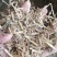 牛羊草料干度好，无霉变，
