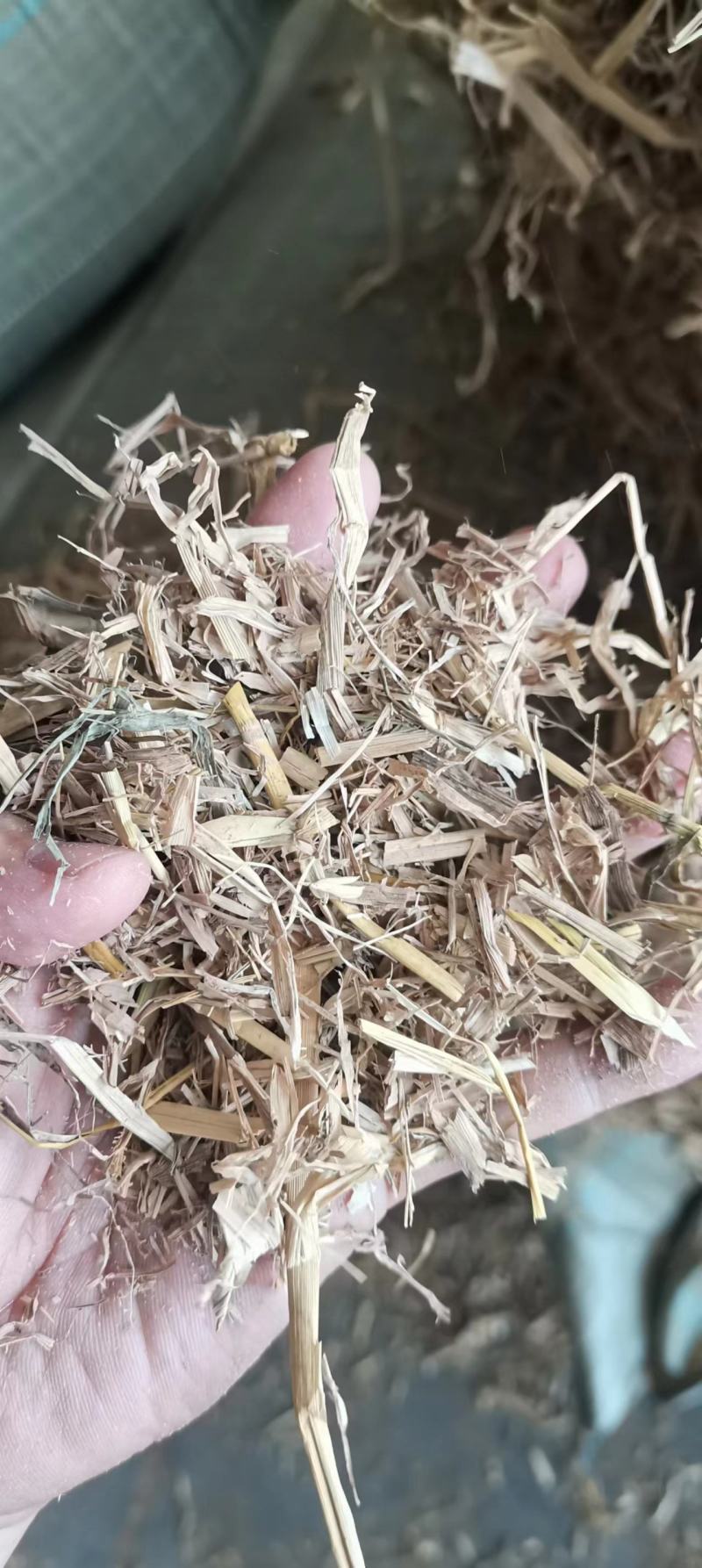 牛羊草料干度好，无霉变，