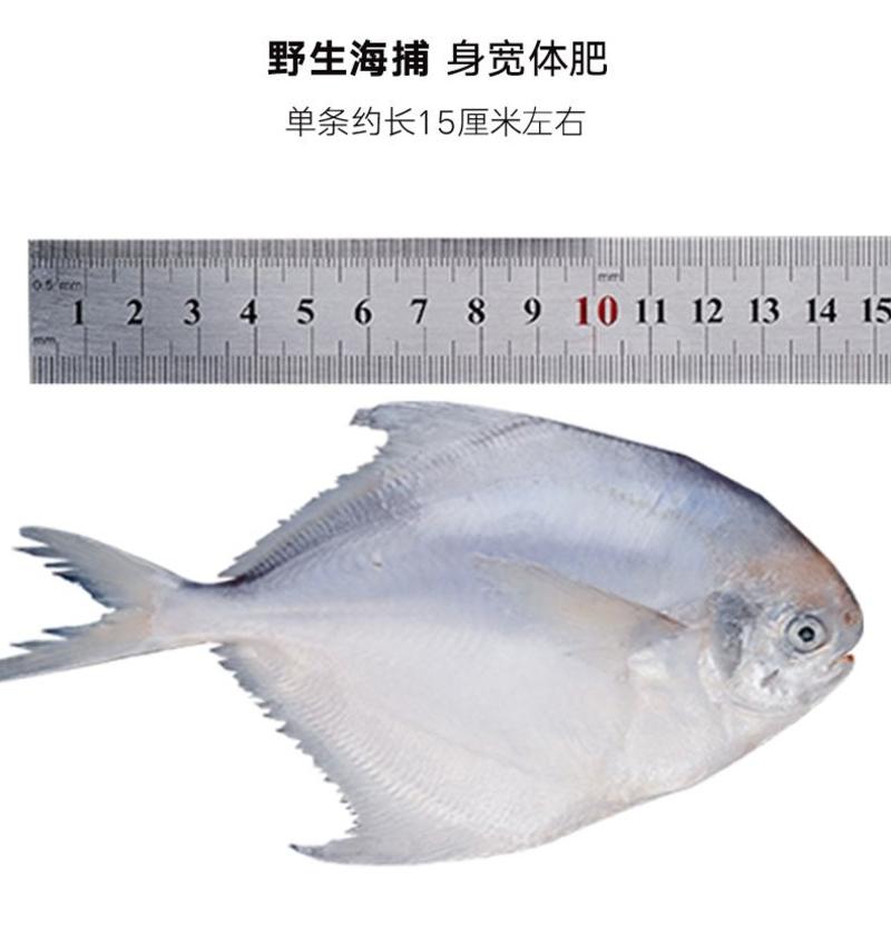 东海白鲳鱼银鲳鱼实力厂家一手货源大型批发商采购更优惠