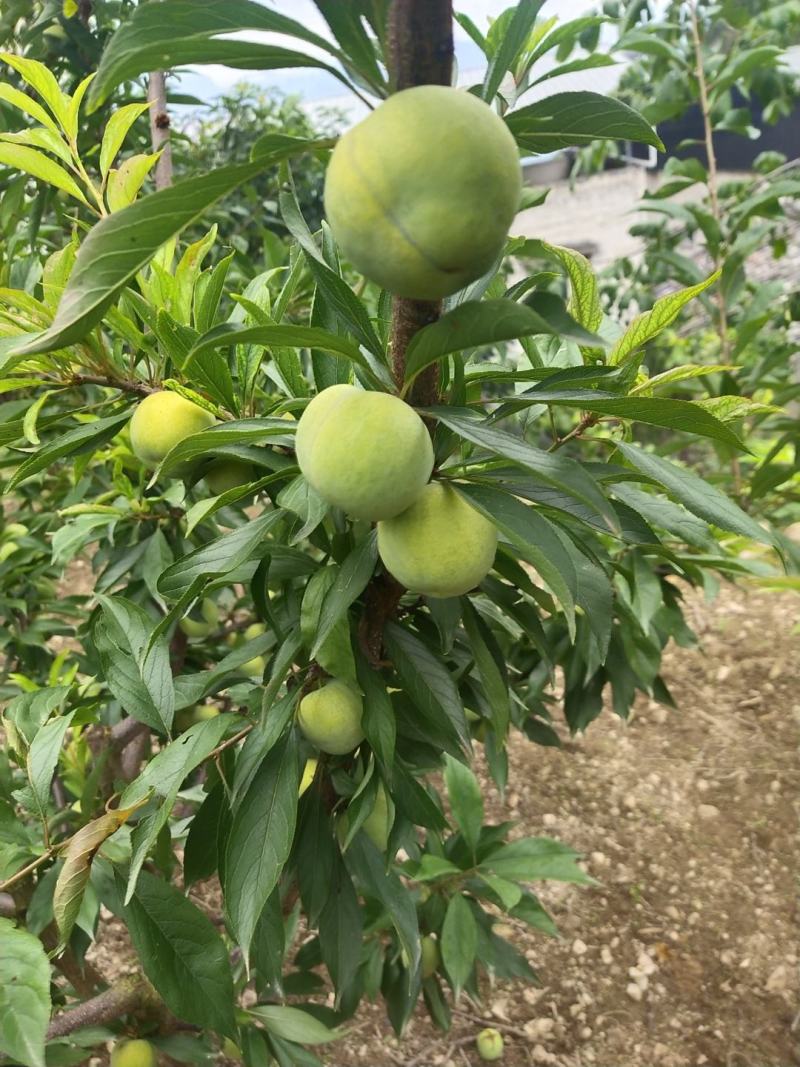 五月脆，青脆李，桃花李量上市需要采购老板联系我