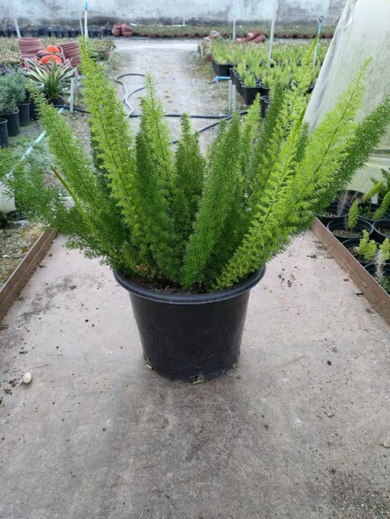 天门冬专业种植户