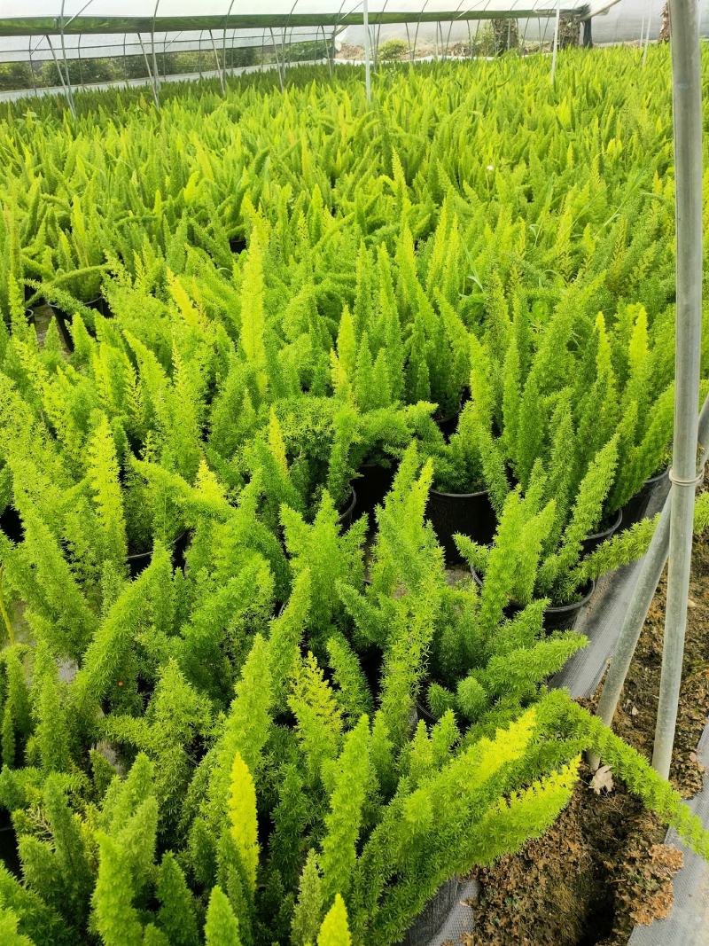 天门冬专业种植户
