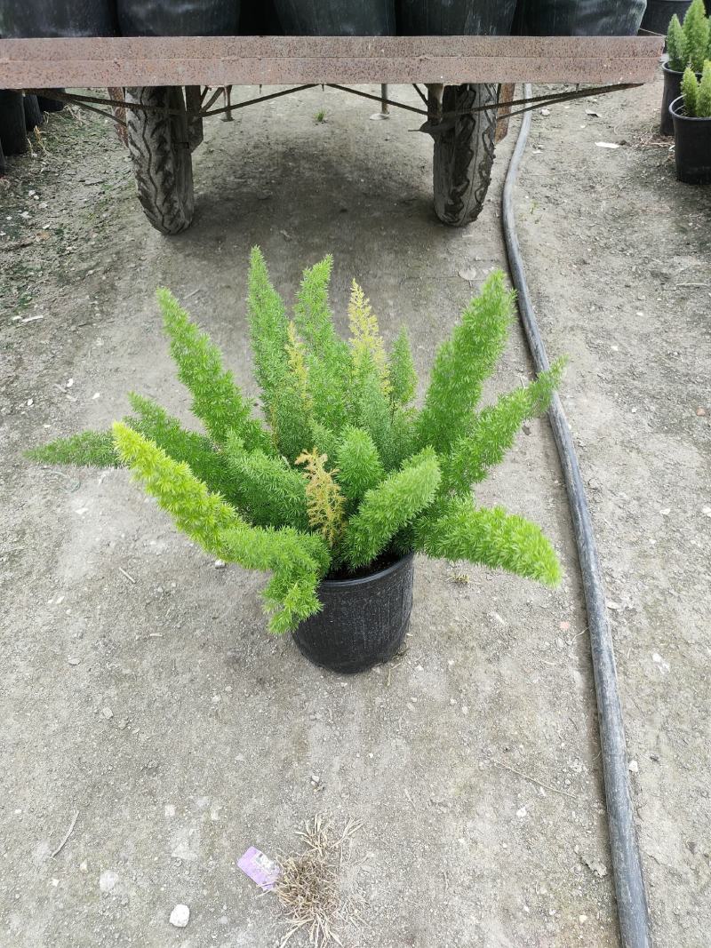 天门冬专业种植户