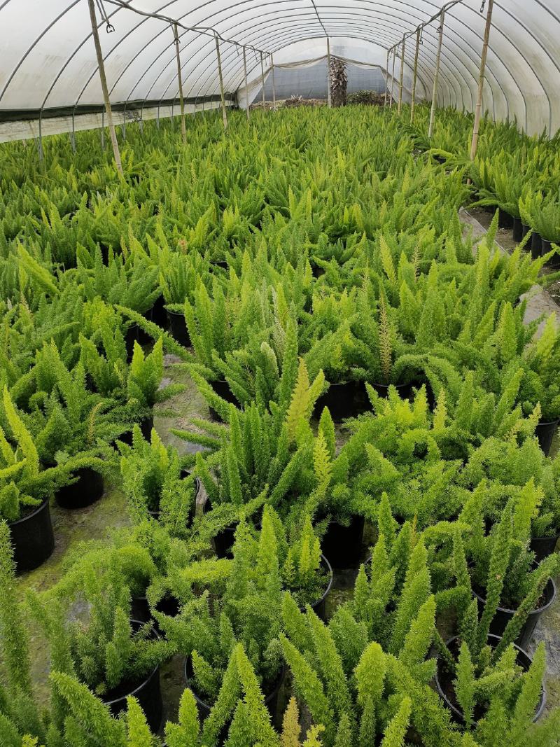 天门冬专业种植户