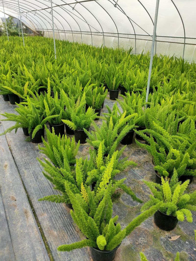 天门冬专业种植户