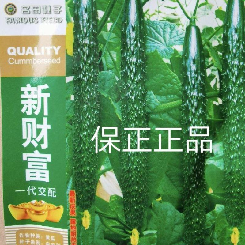 新财富黄瓜种子早熟性好不起棱无黄头抗病性强商品性强
