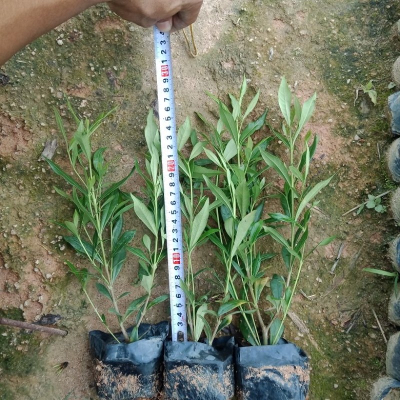 栀子花