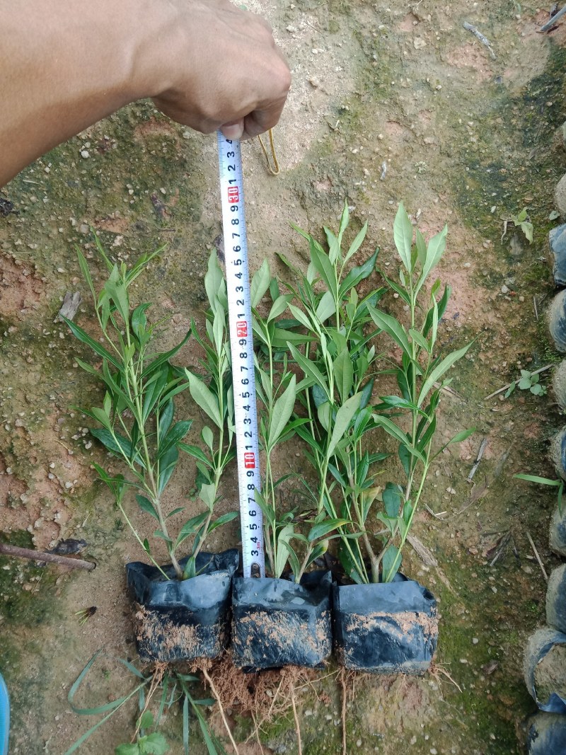 栀子花