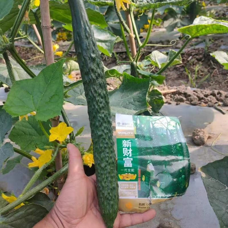 新财富黄瓜种子早熟性好不起棱无黄头抗病性强商品性强
