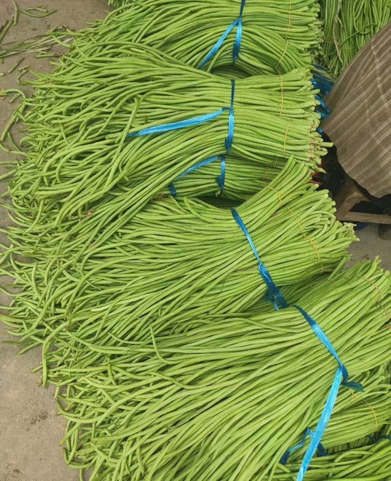 湖北天门长豆角大量精品上市无虫子新鲜量大，产地直销