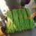 湖北天门长豆角大量精品上市无虫子新鲜量大，产地直销