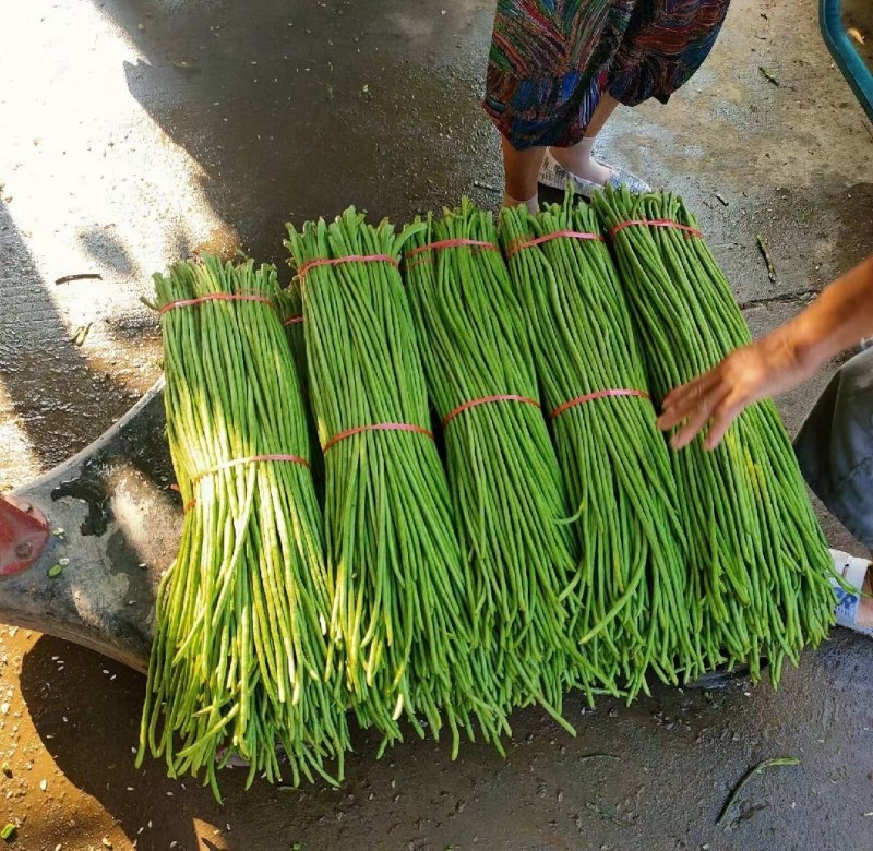 湖北天门长豆角大量精品上市无虫子新鲜量大，产地直销