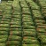湖北天门长豆角大量精品上市无虫子新鲜量大，产地直销