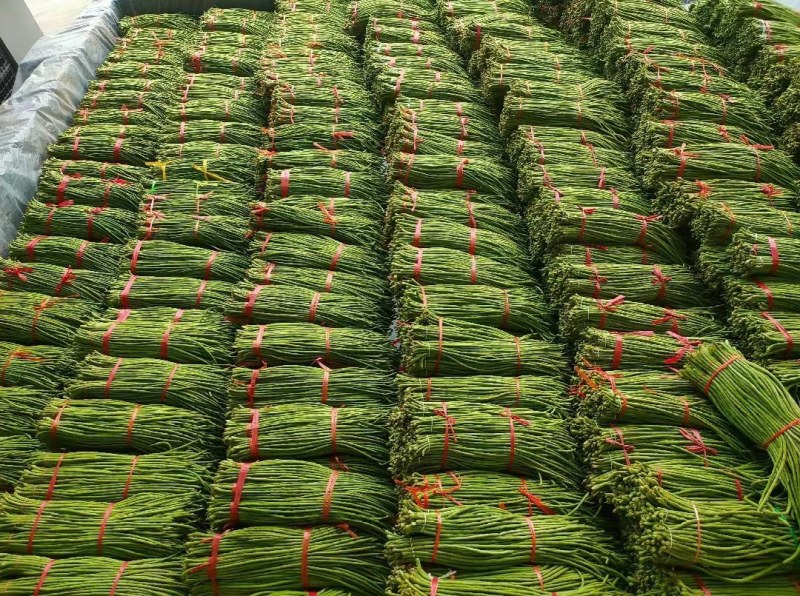 湖北天门长豆角大量精品上市无虫子新鲜量大，产地直销