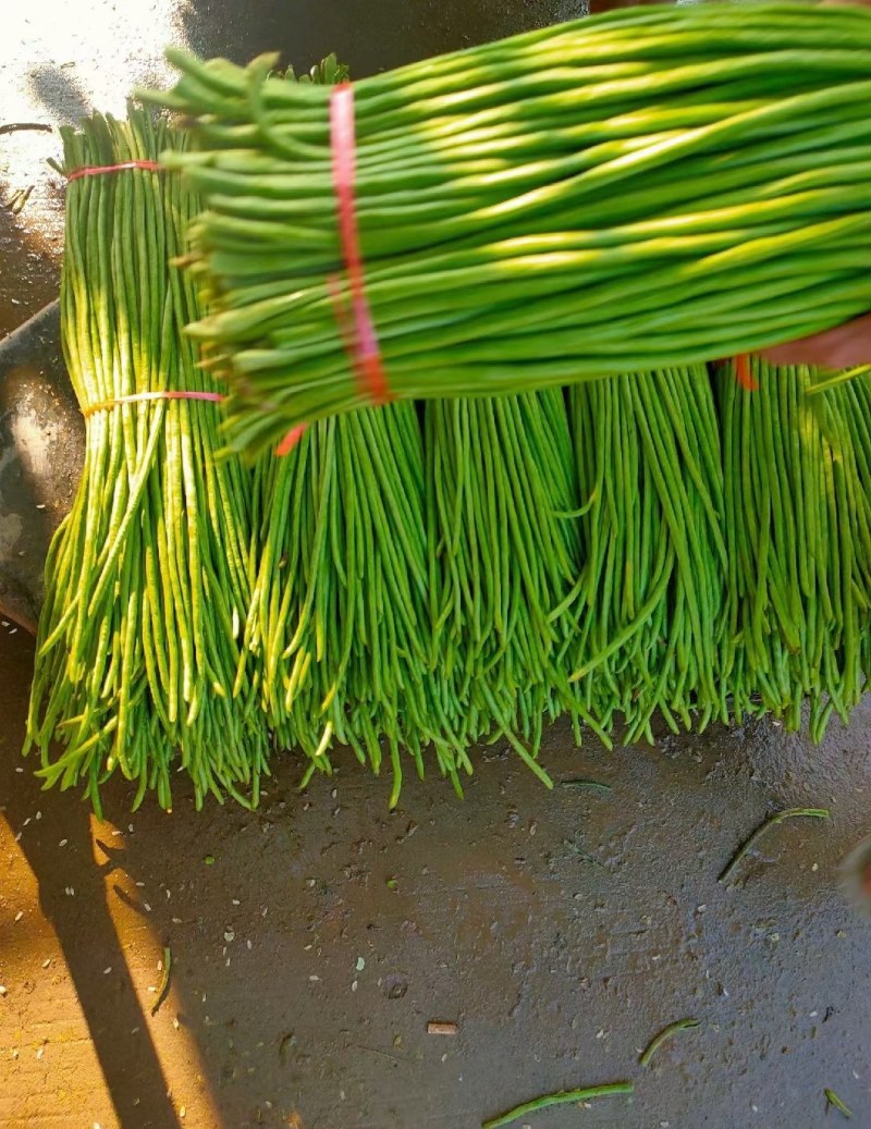 湖北天门长豆角大量精品上市无虫子新鲜量大，产地直销