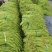 湖北天门长豆角大量精品上市无虫子新鲜量大，产地直销