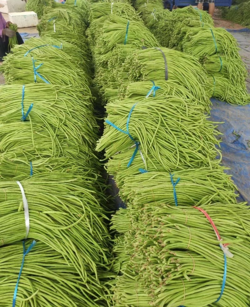 湖北天门长豆角大量精品上市无虫子新鲜量大，产地直销