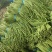湖北天门长豆角大量精品上市无虫子新鲜量大，产地直销