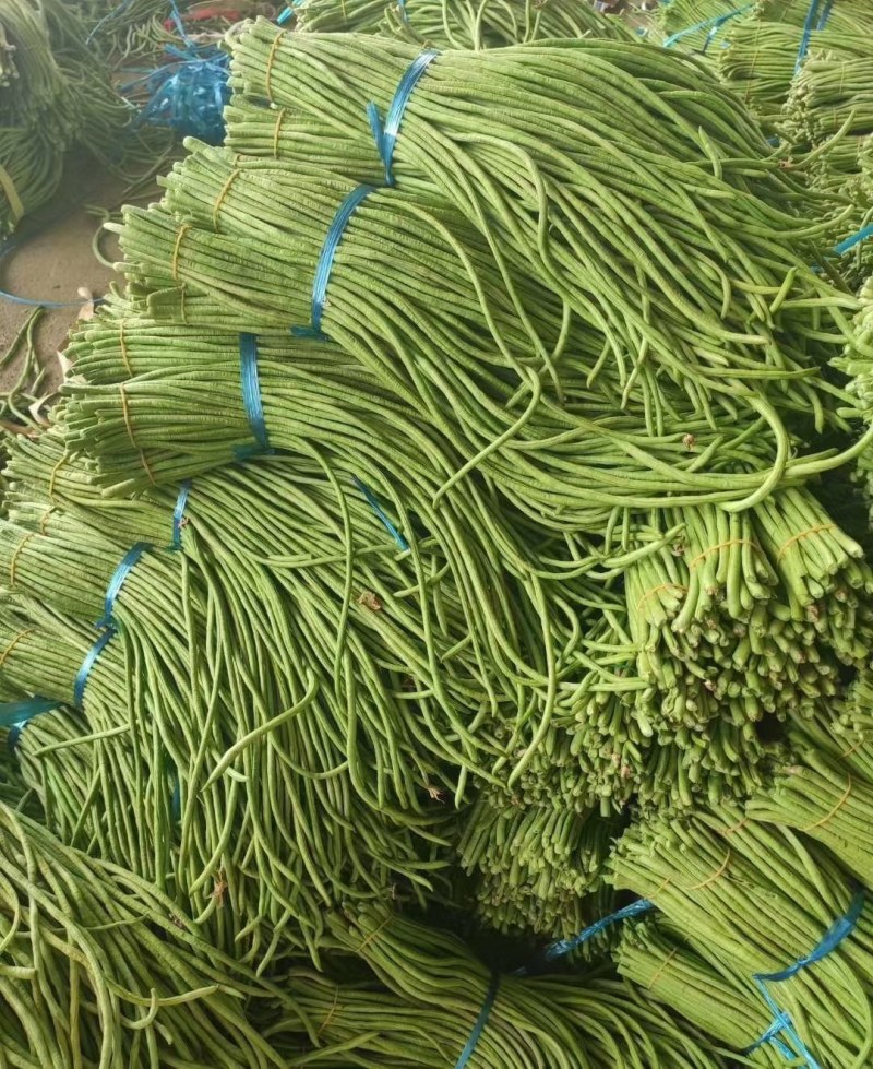 湖北天门长豆角大量精品上市无虫子新鲜量大，产地直销