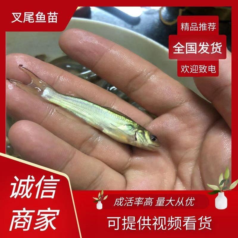 叉尾鮰鱼苗批发斑点叉尾鮰鱼苗鮰鱼苗叉尾鱼苗产地直销
