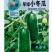 早绿小冬瓜种子嫩绿小冬瓜小节瓜四季种高产冬瓜