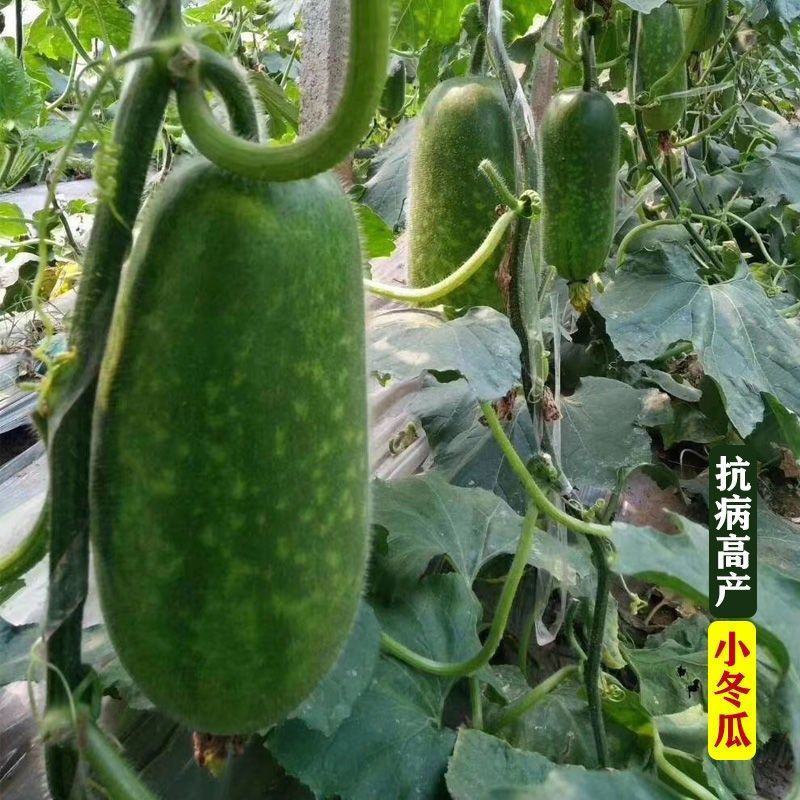 早绿小冬瓜种子嫩绿小冬瓜小节瓜四季种高产冬瓜