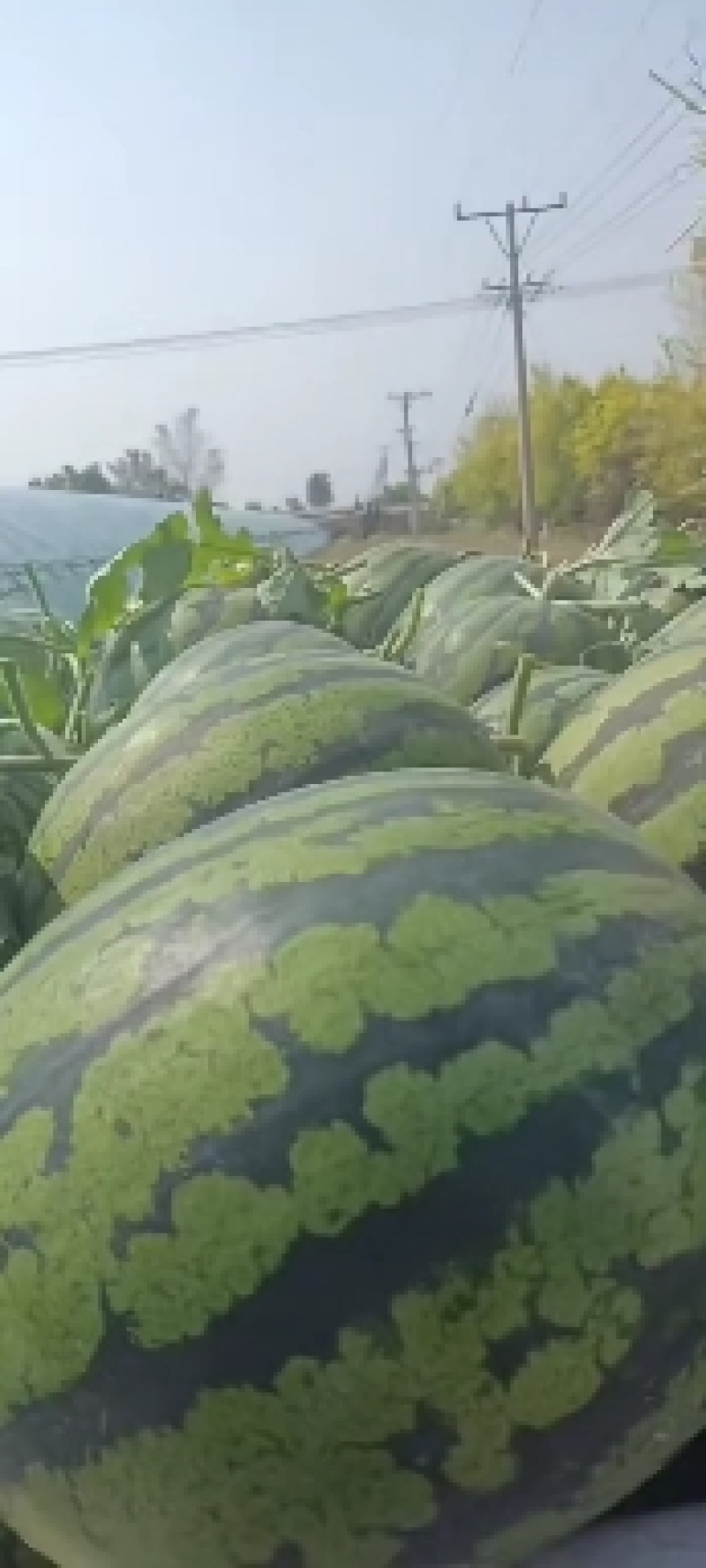凌海甜王西瓜大量上市欢迎新老顾客前来选购
