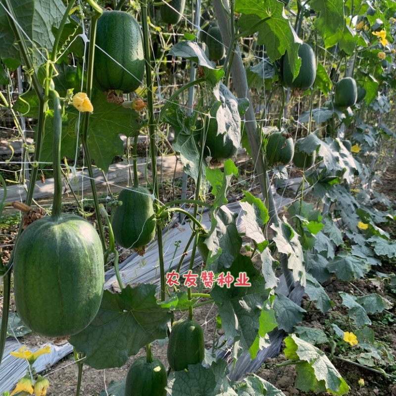 正源苹果丝瓜种子早熟一代杂交青苹丝瓜种子基地用种