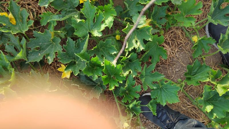 精品水果冬瓜，现在已经全部成熟，。上市热卖中～