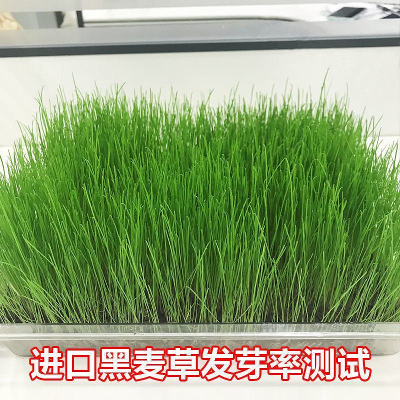 多年生黑麦草种子，高产养殖猪牛羊鸡鸭鹅鱼麦草种子