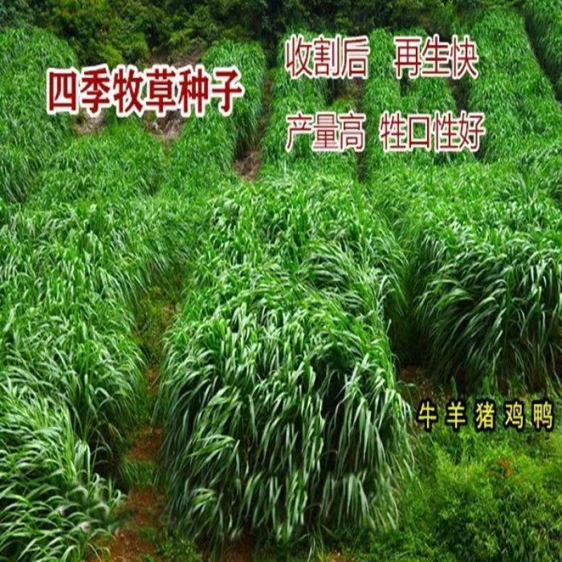 多年生黑麦草种子，高产养殖猪牛羊鸡鸭鹅鱼麦草种子