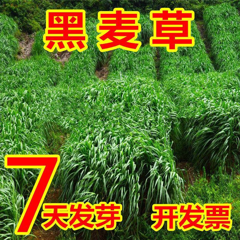 多年生黑麦草种子，高产养殖猪牛羊鸡鸭鹅鱼麦草种子