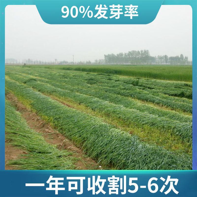 多年生黑麦草种子，高产养殖猪牛羊鸡鸭鹅鱼麦草种子