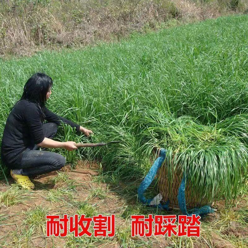 多年生黑麦草种子，高产养殖猪牛羊鸡鸭鹅鱼麦草种子