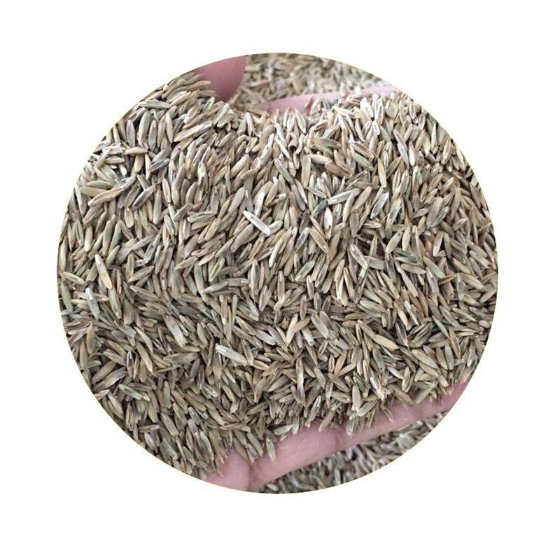 多年生黑麦草种子，高产养殖猪牛羊鸡鸭鹅鱼麦草种子