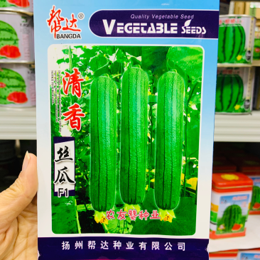 帮达清香丝瓜种子杂交一代早熟性好清香味很浓瓜皮翠绿油亮