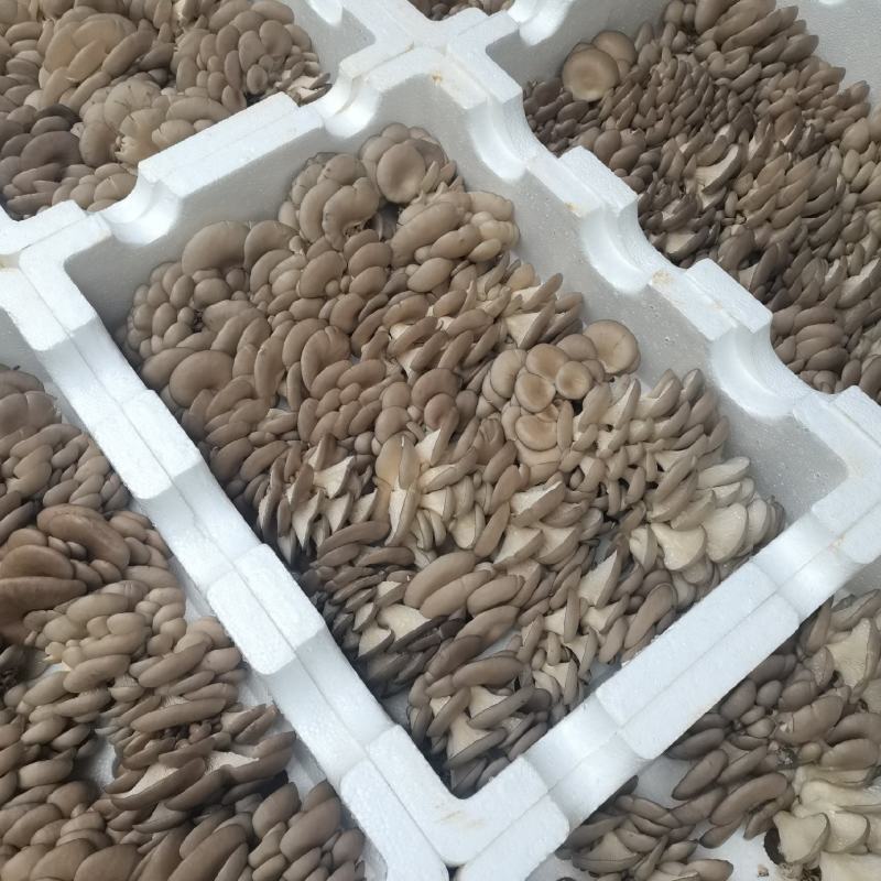 鲜平菇