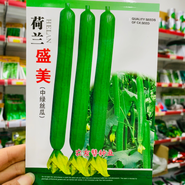荷兰盛美丝瓜种子油绿光亮长棒型丝瓜种子中绿丝瓜长丝瓜种子