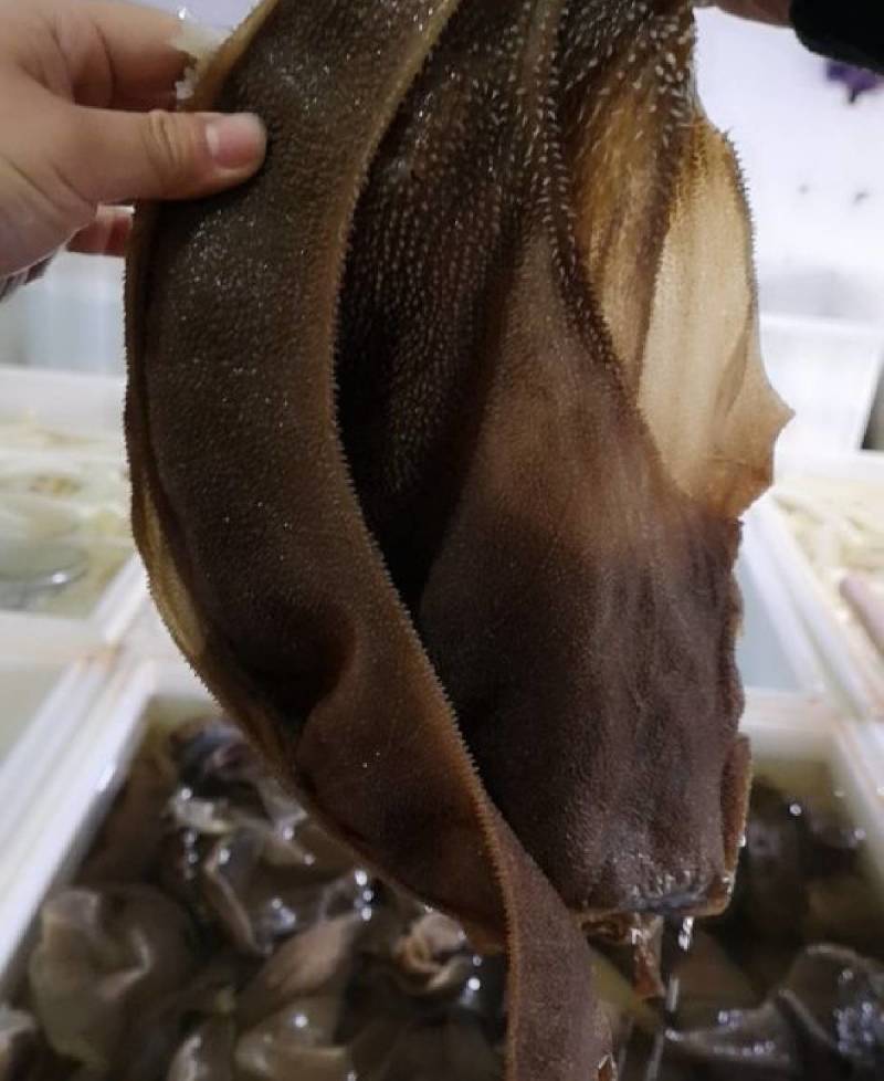 四川成都黄牛大叶片厂家直销，一手货源，中高档毛肚